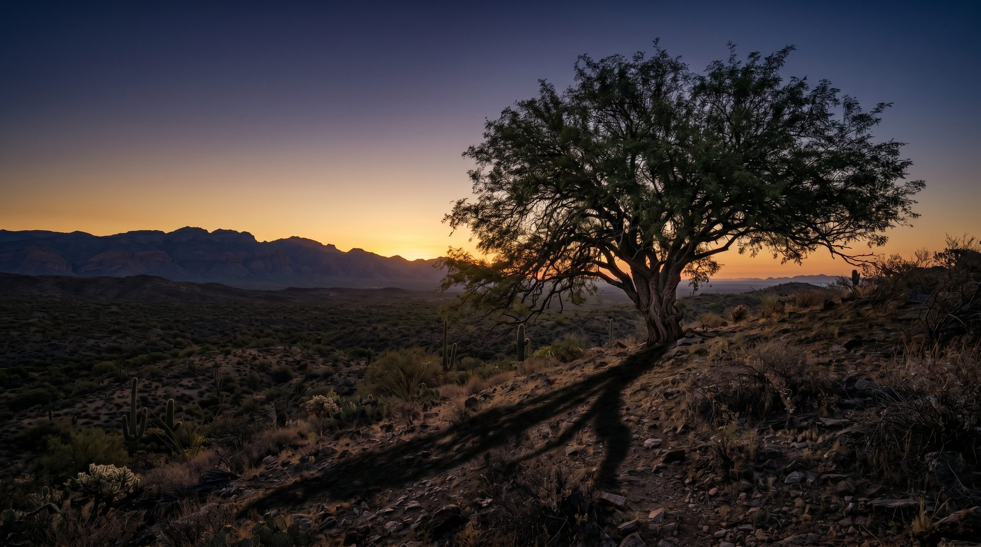 A mature mesquite tree on a Sonoran desert hillside at sunrise